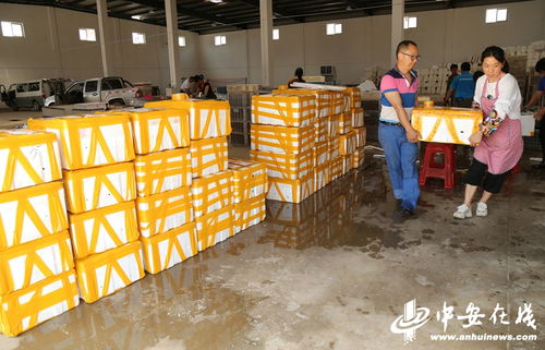 价格不高产量高 今年虾农依然有 赚头